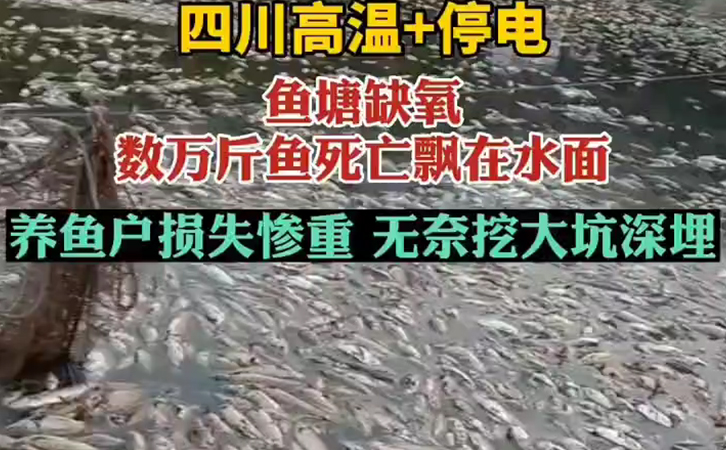 高溫天氣停電缺氧造成萬(wàn)斤魚死亡